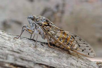 A close-up of a cicada on a branch. Losinj, Croatia.