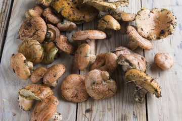 Muschrooms