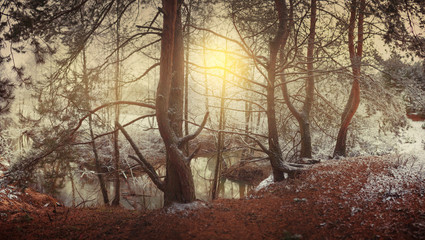 the first snow in the pine forest near the stream