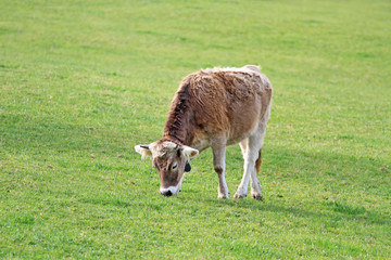 Kälbchen im Allgäu auf herbstlicher Wiese