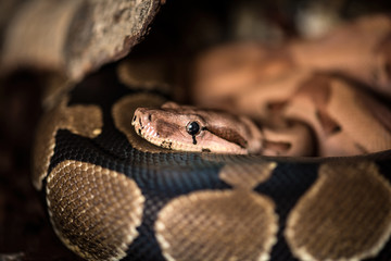 python snake closeup