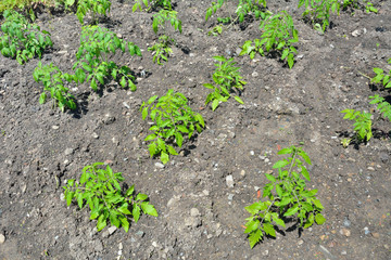 Plants of tomato