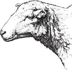 Fototapeta premium Vintage image sheep