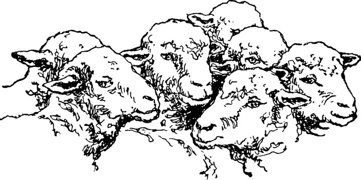 Vintage image sheep