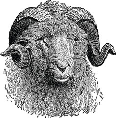 Vintage image sheep