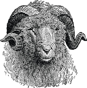 Vintage Image Sheep