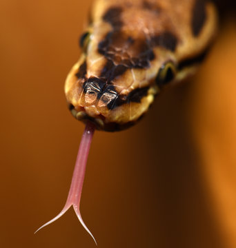 python snake tongue