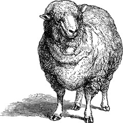 Fototapeta premium Vintage image sheep