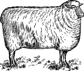 Fototapeta premium Vintage image sheep