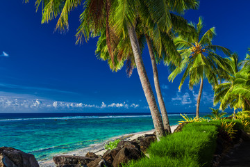 Coconut palm trees over the tropical beach of Rarotonga, Cook Is