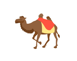 Simple brown two hump arab big camel