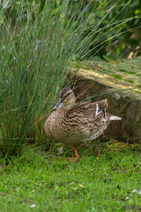 Portrait einer Stockente auf einem Bein