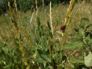 Ladybug
