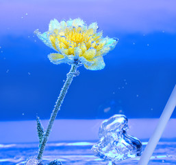 Хризантема под водой,фон.