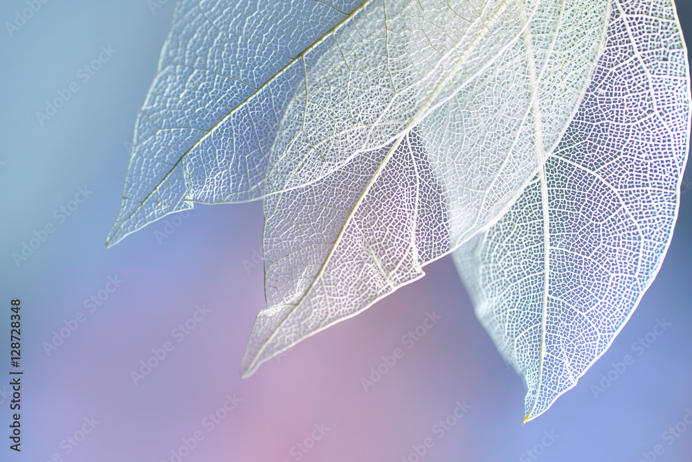 Poster white transparent skeleton leaves with beautiful texture on a blue, lilac and pink abstract backgrou