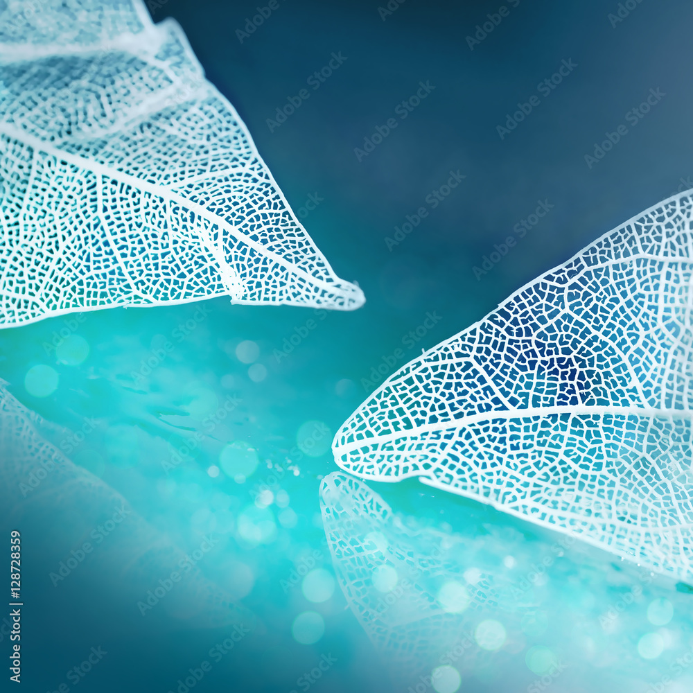 Poster White transparent skeleton leaves with beautiful texture on a blue abstract background blurred with round bokeh water drops close-up macro. Romantic gentle artistic image.
