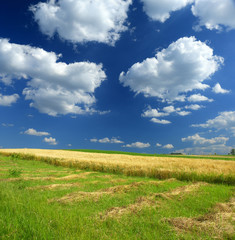 Fototapeta na wymiar Summer landscape with rows of mowed hay