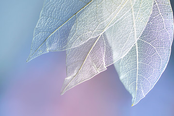 White transparent skeleton leaves with beautiful texture on a blue, lilac and pink abstract background blurred close-up macro. Romantic gentle artistic image.