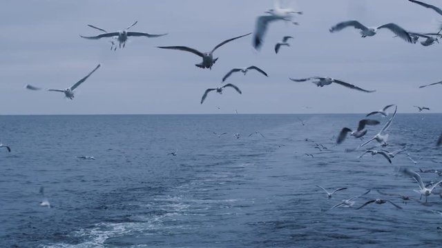 Flock of Seagulls Fly over the Sea Looking for Food. Shot on RED Cinema Camera in 4K (UHD). 