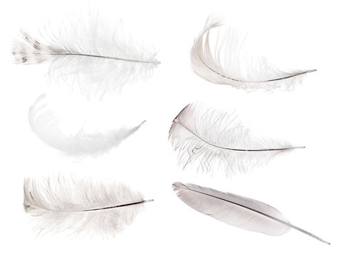 isolated set of six gray feathers