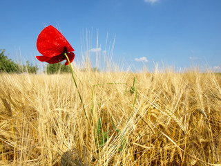 poppies in the field of dry cereal