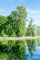 Fototapeta premium Trees growing near the lake in a park in spring. Spring landscape. Nice sunny weather.