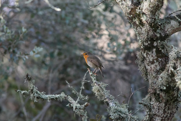 Erithacus rubecula singing on a tree 