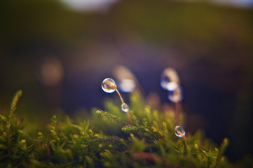 drops of dew on the moss