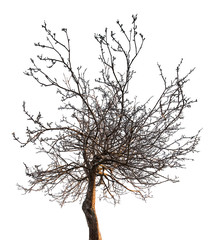 small bare tree with dense branches