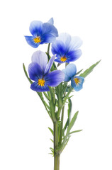 four pansy blue blooms on stem