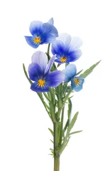 Photo sur Plexiglas Pansies four pansy blue blooms on stem