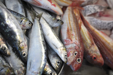 Obraz premium Fresh sardines and red mullets in fish Market.
