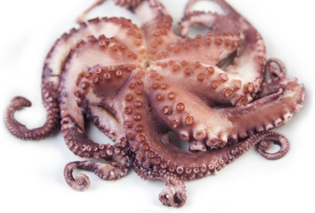 Boiled cctopus on white background