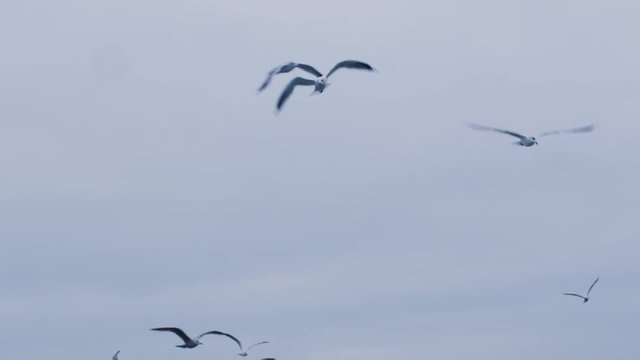 Flock of Seagulls in the Sky Shot on RED Cinema Camera in 4K (UHD). 