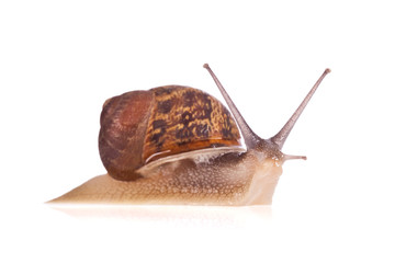 Garden snail isolated on a white background.
