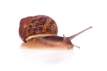 Garden snail isolated on a white background.