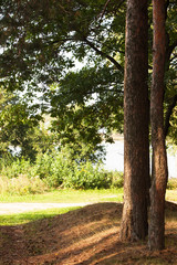  forest on the shore of lake
