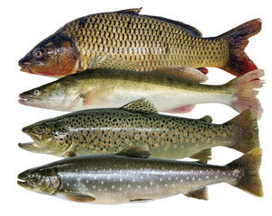carp zander trout salmon fish group isolated