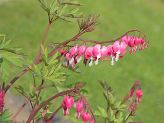 Tränendes Herz, Lamprocapnos spectabilis