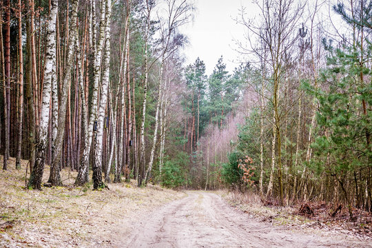 Polish nature during winter