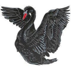 Vector illustration with handdrawn Swan