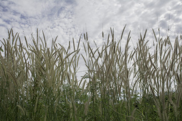 Grass and cloudy sky.