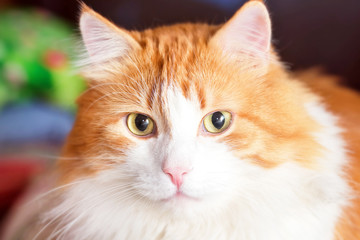 Fototapeta na wymiar Portrait of red cat