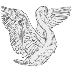 Vector illustration with handdrawn Swan