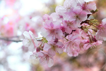 Obraz premium Sakura flower under the sun light 