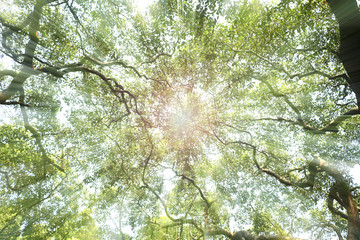Tree top under the afternoon sun light 