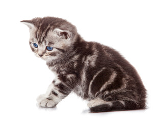 Obraz premium Cute little kitten. kitten with blue eyes. Kitten on a white bac