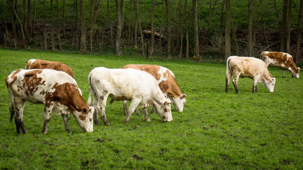 Dirty cow. Cows grazing on a green field