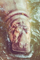 Hippopotamus. Hippo out the water