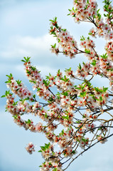 lush branches of flowering almond, apricot on a background of delicate blue sky. Sunny clear spring day.

